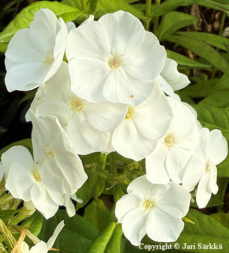 Phlox paniculata 'Sweet Summer Snow', syysleimu